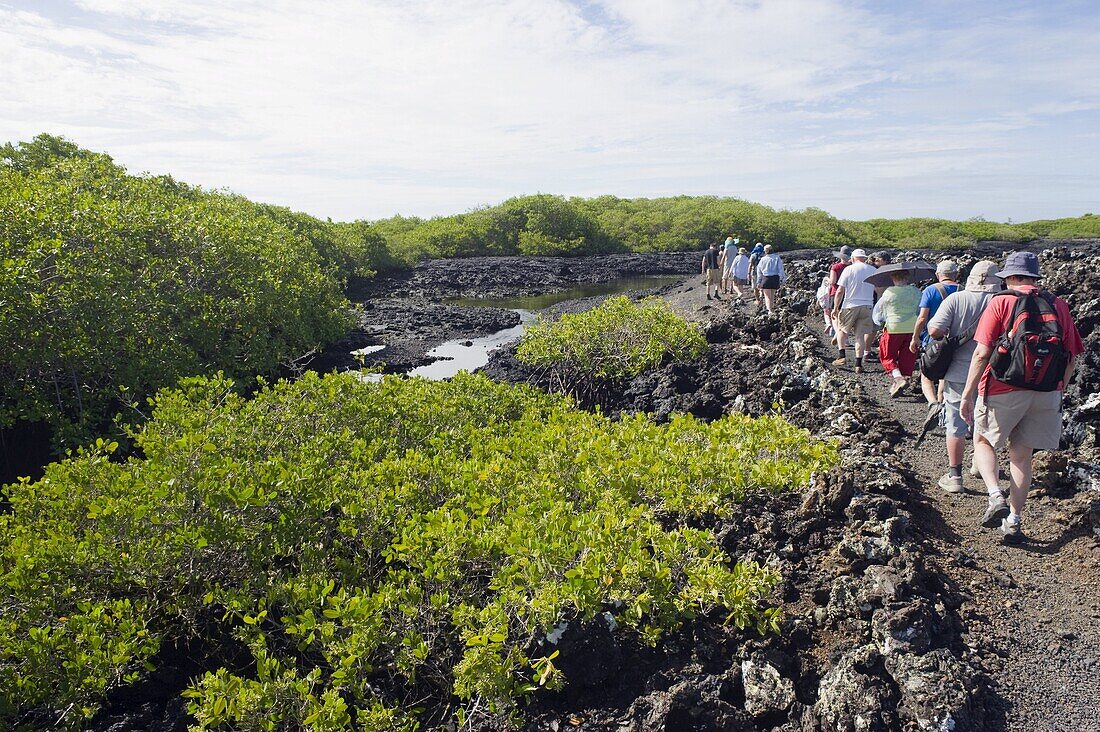 Tourists on a walking tour in the lava fields at the Tintoreras, Isla Isabela, Galapagos Islands, UNESCO World Heritage Site, Ecuador, South America