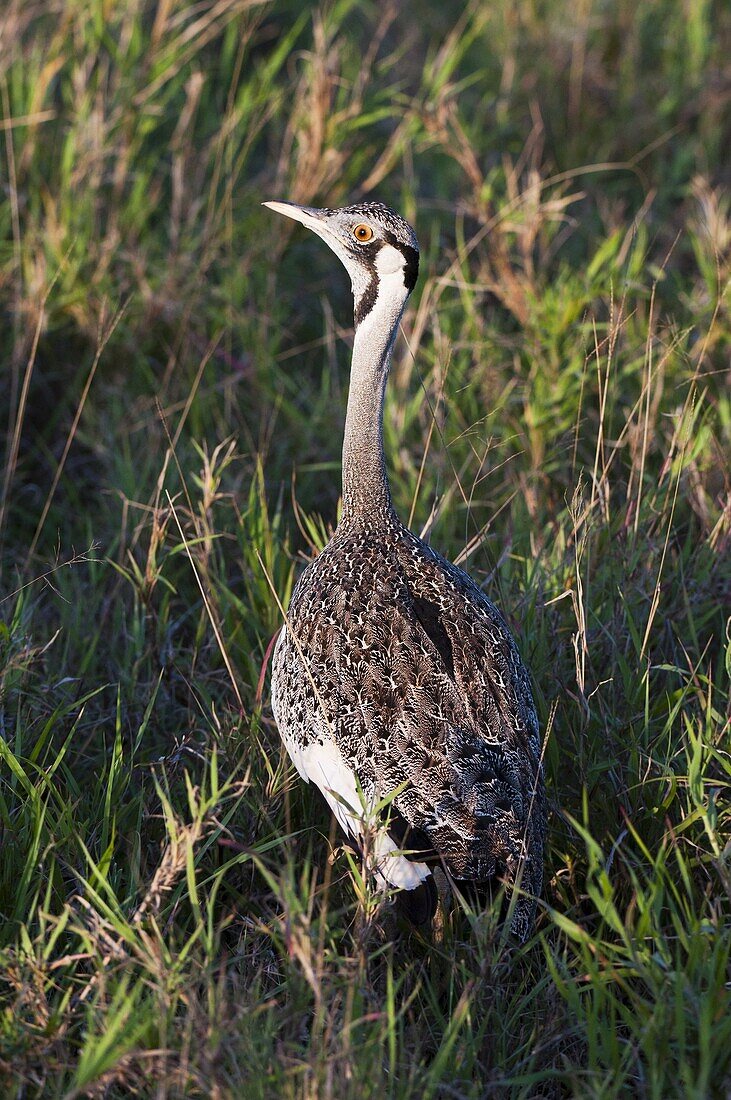 Black-bellied bustard (Lissotis melanogaster), Lualenyi Game Reserve, Kenya, East Africa, Africa