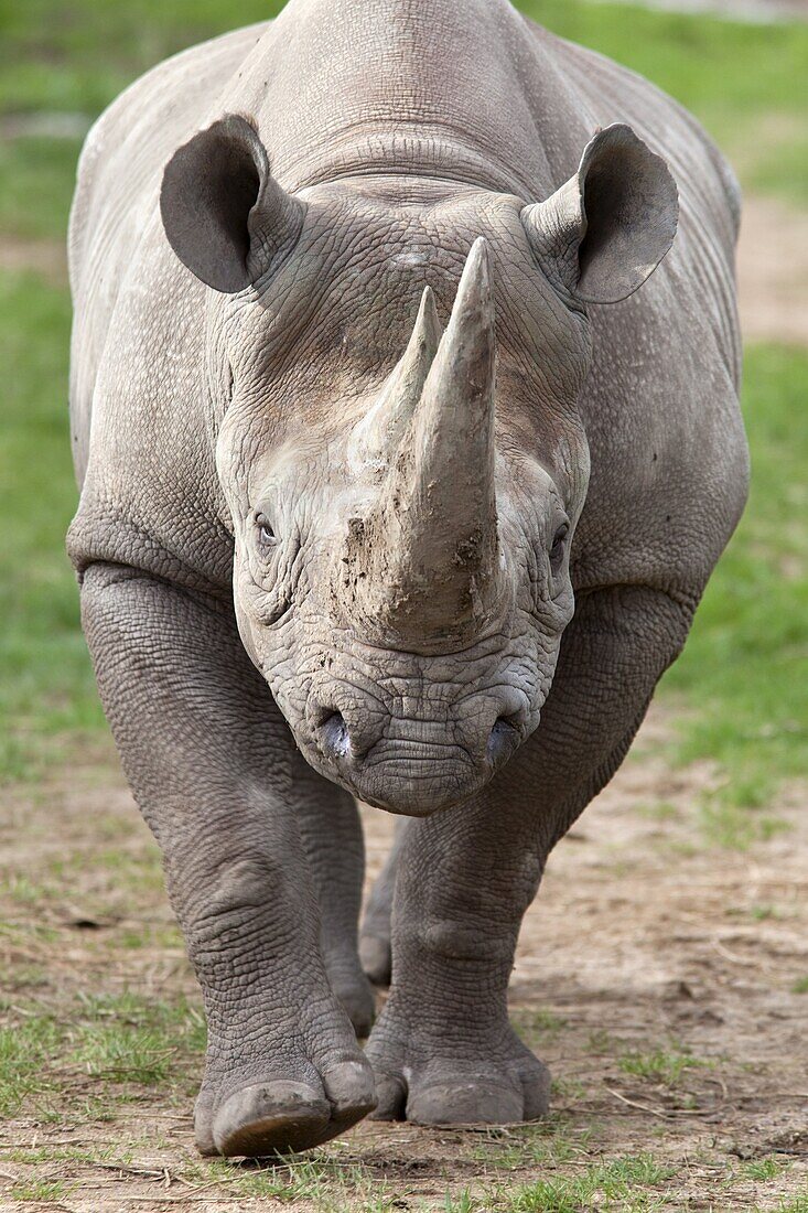 Black rhino (Diceros bicornis), captive, native to Africa