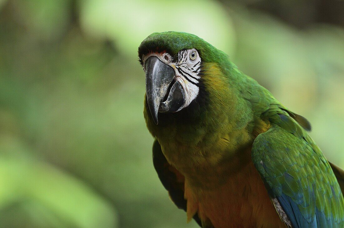 Portrait of Macaw, Lok Kawi Wildlife Park, Sabah, Borneo, Malaysia,Southeast Asia, Asia