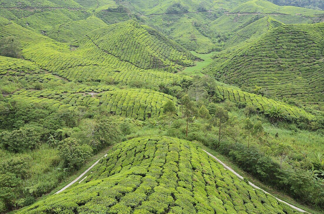 Tea Plantation, Cameron Highlands, Perak, Malaysia, Southeast Asia, Asia