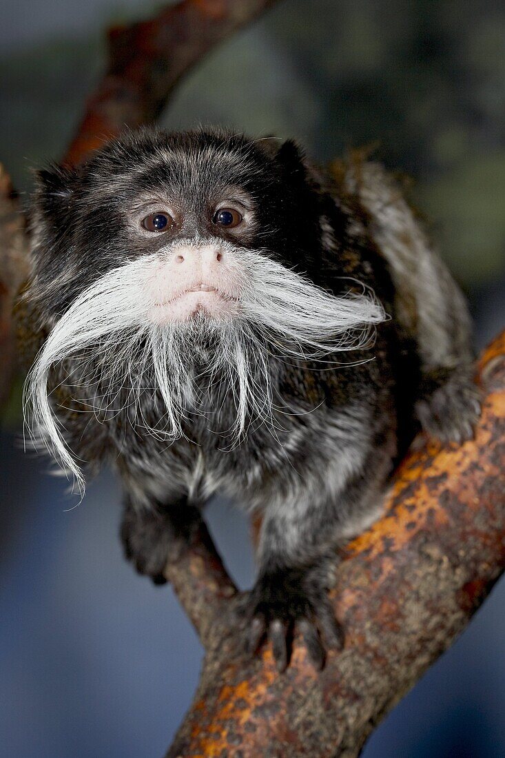 Emperor tamarin (Saguinus imperator) in captivity, Denver Zoo, Denver, Colorado, United States of America, North America