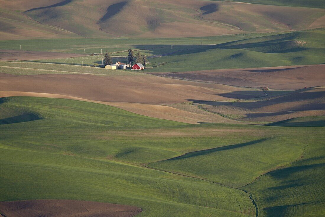 Rolling hills, The Palouse, Whitman County, Washington State, United States of America, North America