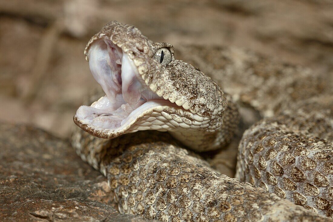 Speckled rattlesnake (Crotalus mitchellii) in captivity, Arizona Sonora Desert Museum, Tucson, Arizona, United States of America, North America