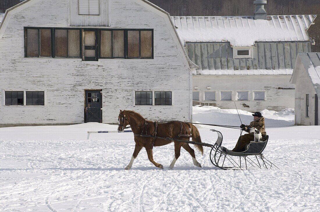 A woman taking a horse and sleigh ride in South Woodstock, Vermont, New England, United States of America, North America