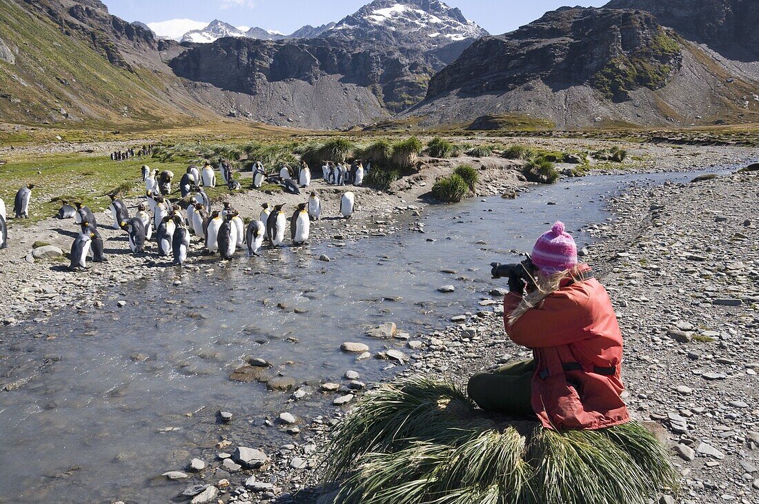 King penguins, Moltke Harbour, Royal Bay, South Georgia, South Atlantic