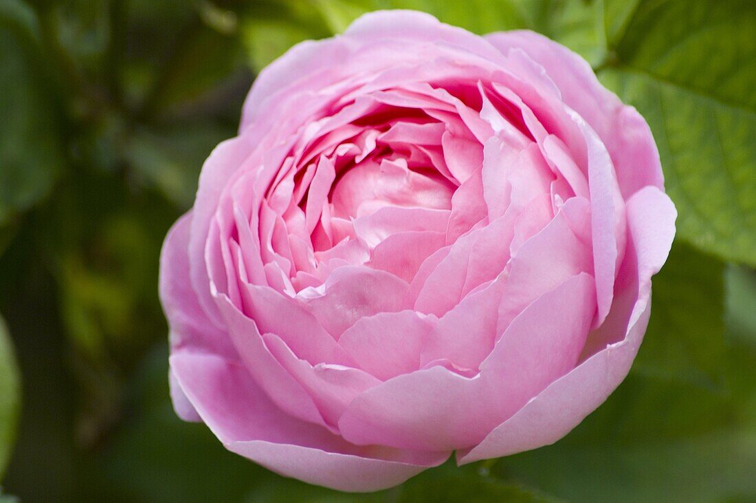 A pink English rose, Rosa Constance Spry taken in June, London, England, United Kingdom, Europe