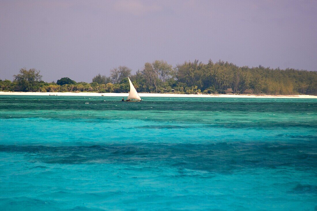 A dhow sailing in the blue seas close to Mnemba Island near Zanzibar, Tanzania, East Africa, Africa