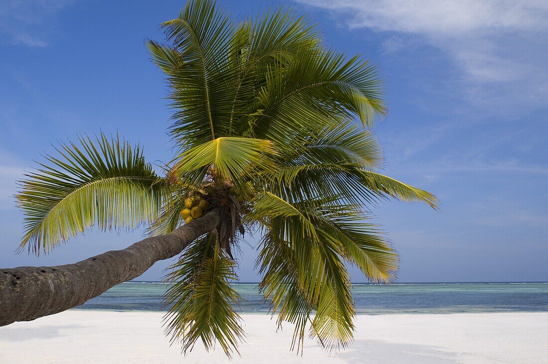 A palm tree leaning out over Matemwe beach, Zanzibar, Tanzania, East Africa, Africa