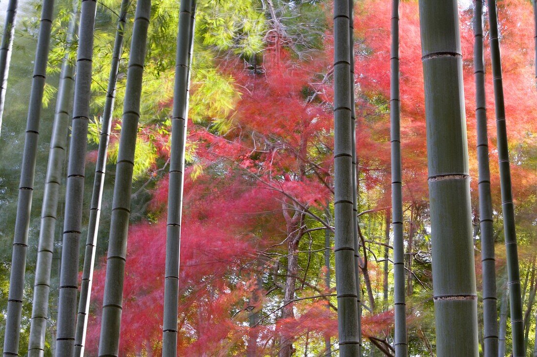Colourful maples in autumn colours viewed from a bamboo grove, Arashiyama, Kyoto, Kansai Region, Honshu, Japan, Asia
