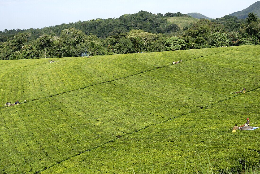 Mechanized tea picking, Uganda, East Africa, Africa