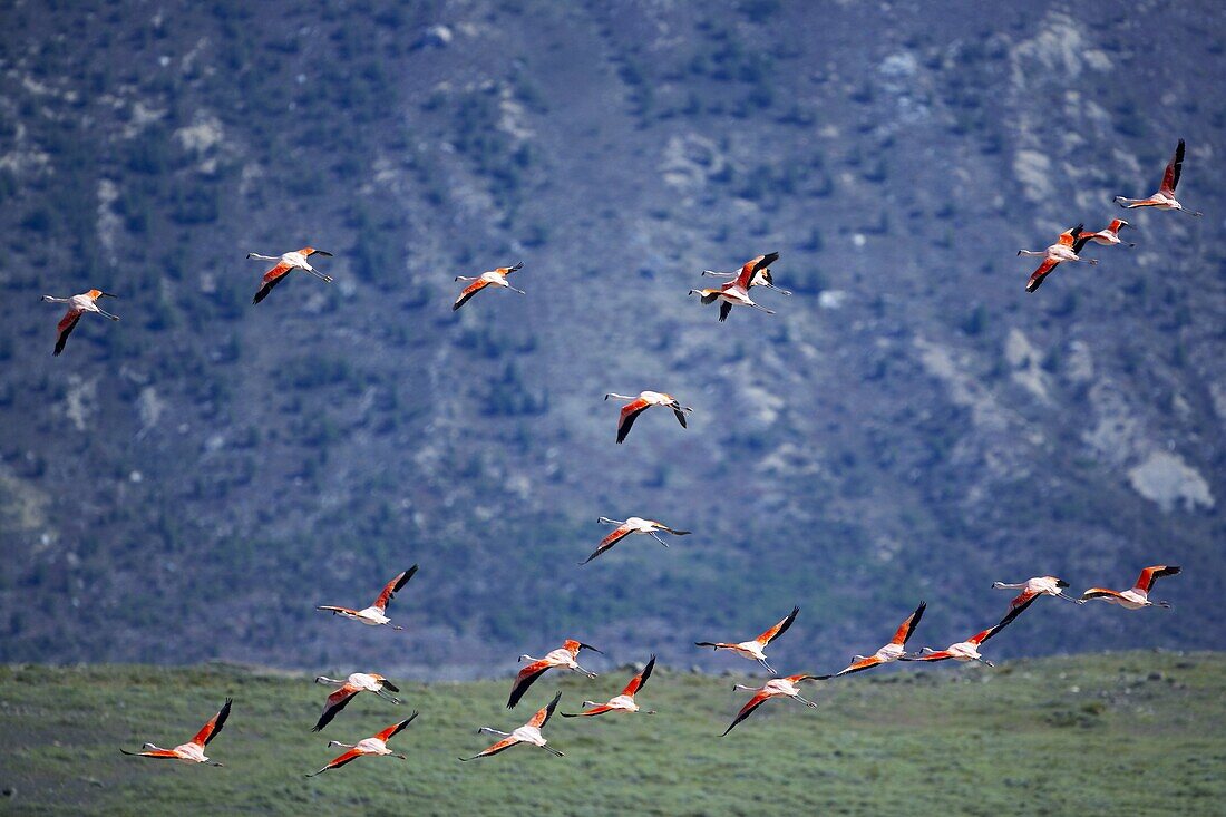 Chilean flamingoes (Phoenicopterus chilensis) in flight, Torres del Paine National Park, Patagonia, Chile, South America