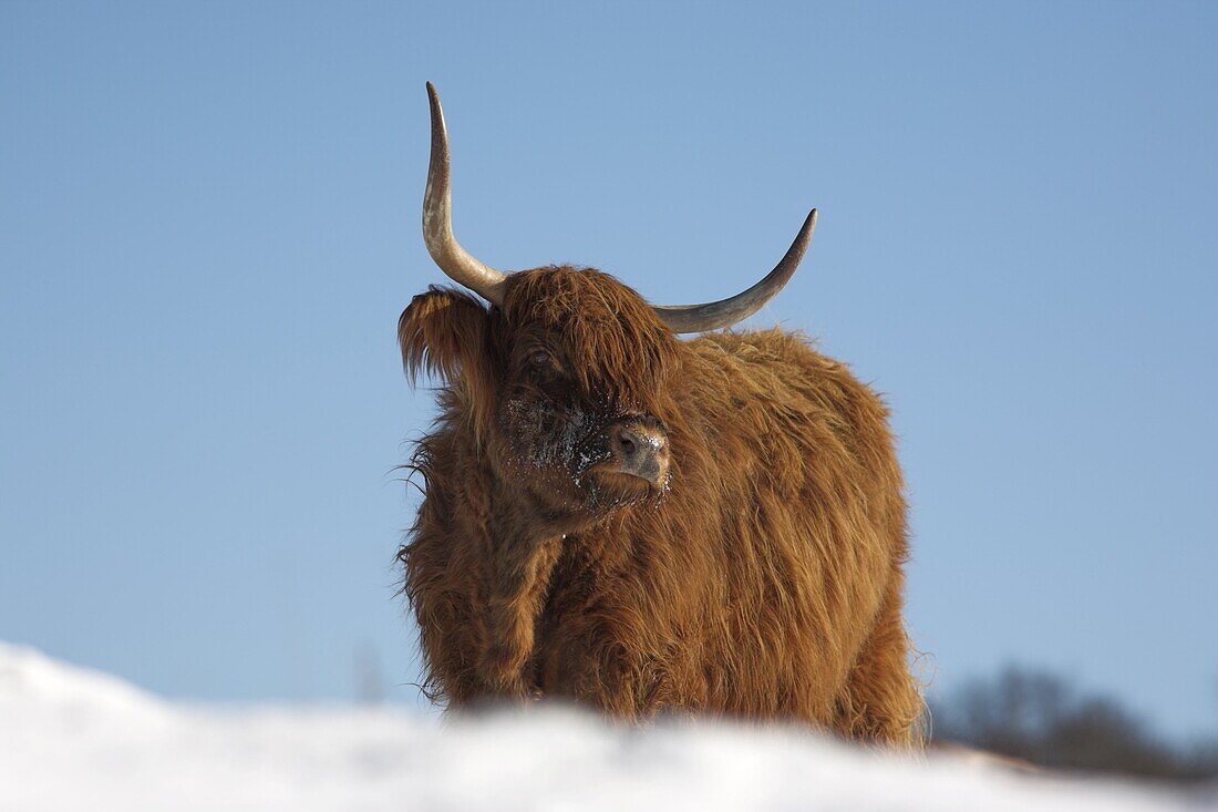 Highland cow in snow, conservation grazing on Arnside Knott, Cumbria, England, United Kingdom, Europe