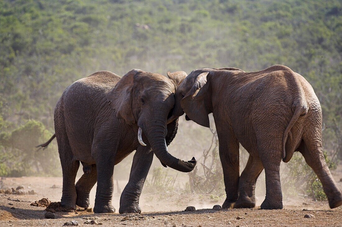 Elephants, Loxodonta africana, fighting in Addo Elephant National park, Eastern Cape, South Africa, Africa