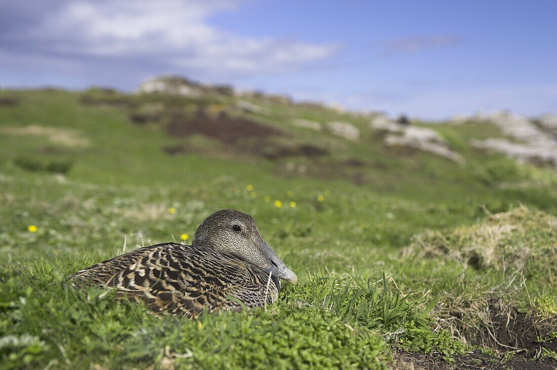 Female eider duck on nest, Somateria mollissima, Isle of May, Scotland, United Kingdom, Europe