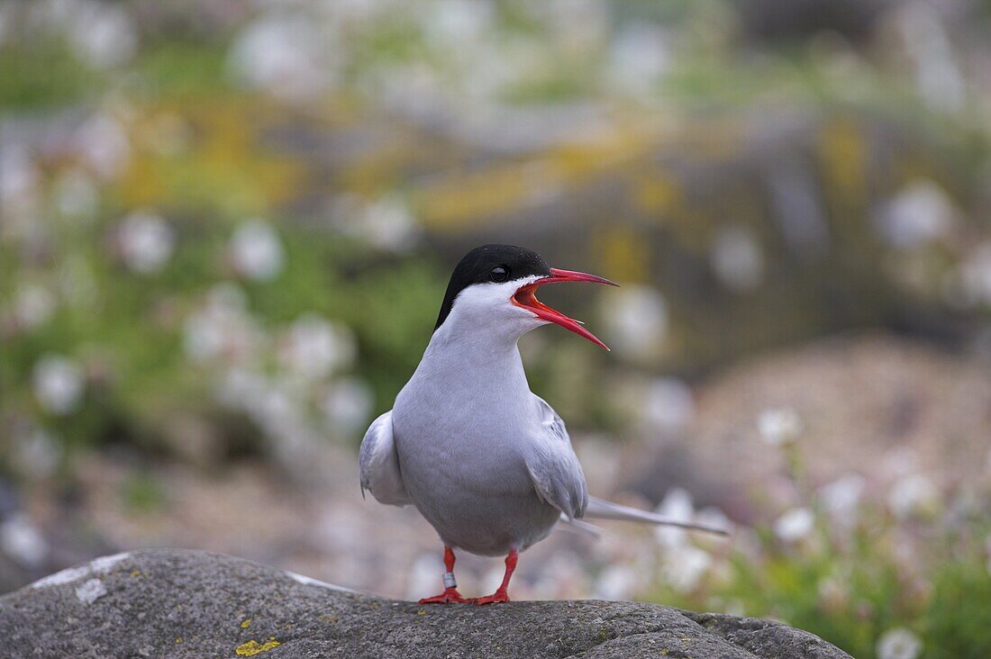 Arctic tern, Sterba paradisaea, Isle of May breeding colony, Fife, Scotland, United Kingdom, Europe