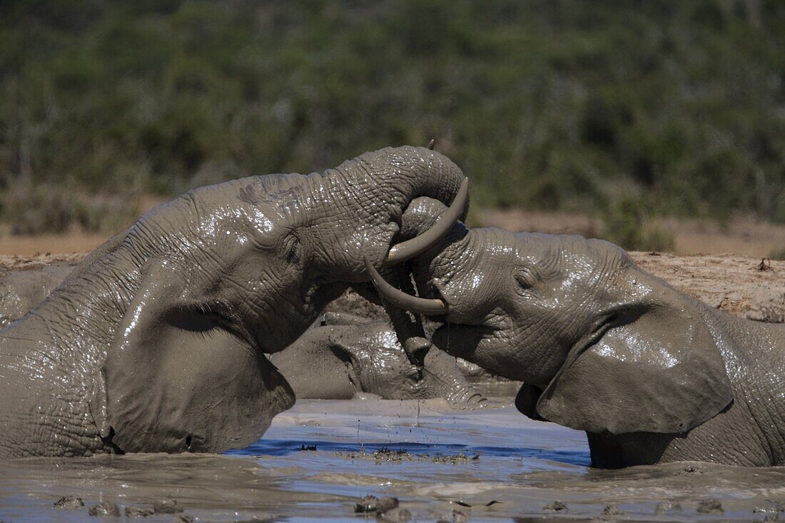 African elephant Loxodonta africana) in water, Addo Elephant National Park, South Africa, Africa