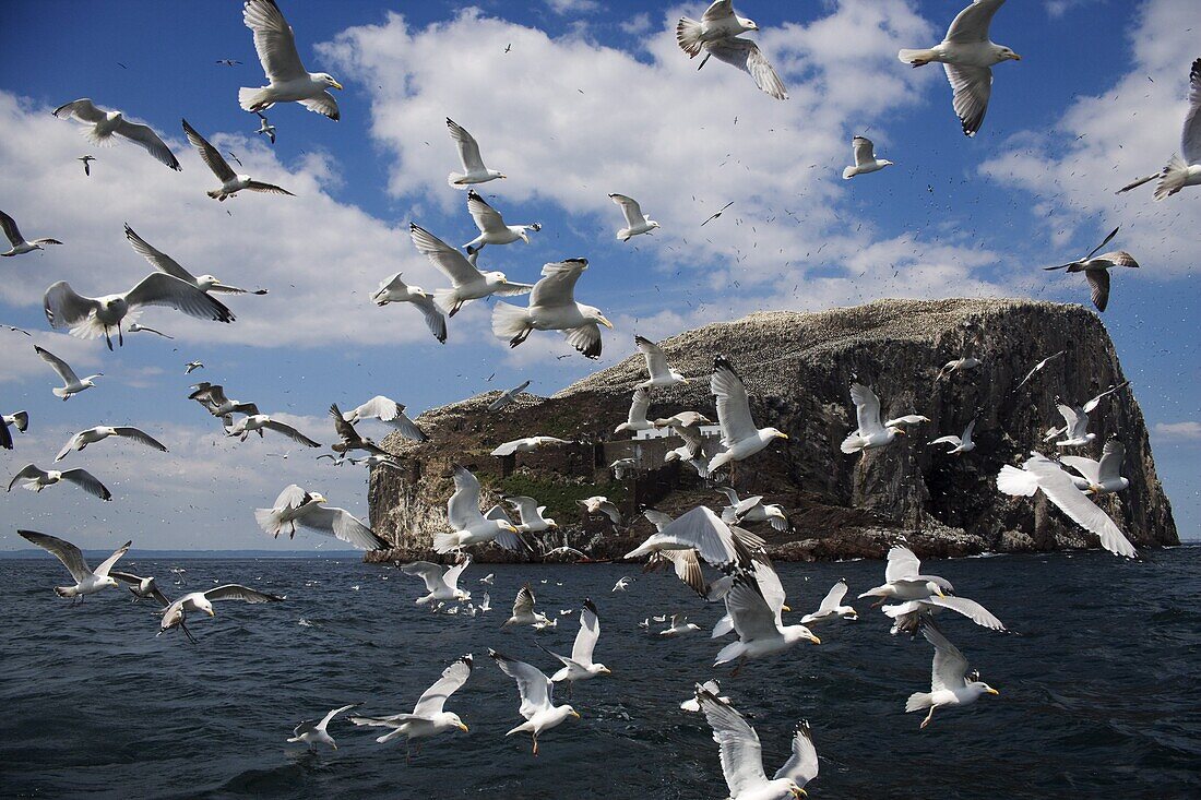 Herring gulls (Larus argentatus), following fishing boat with Bass Rock behind, Firth of Forth, Scotland, United Kingdom, Europe