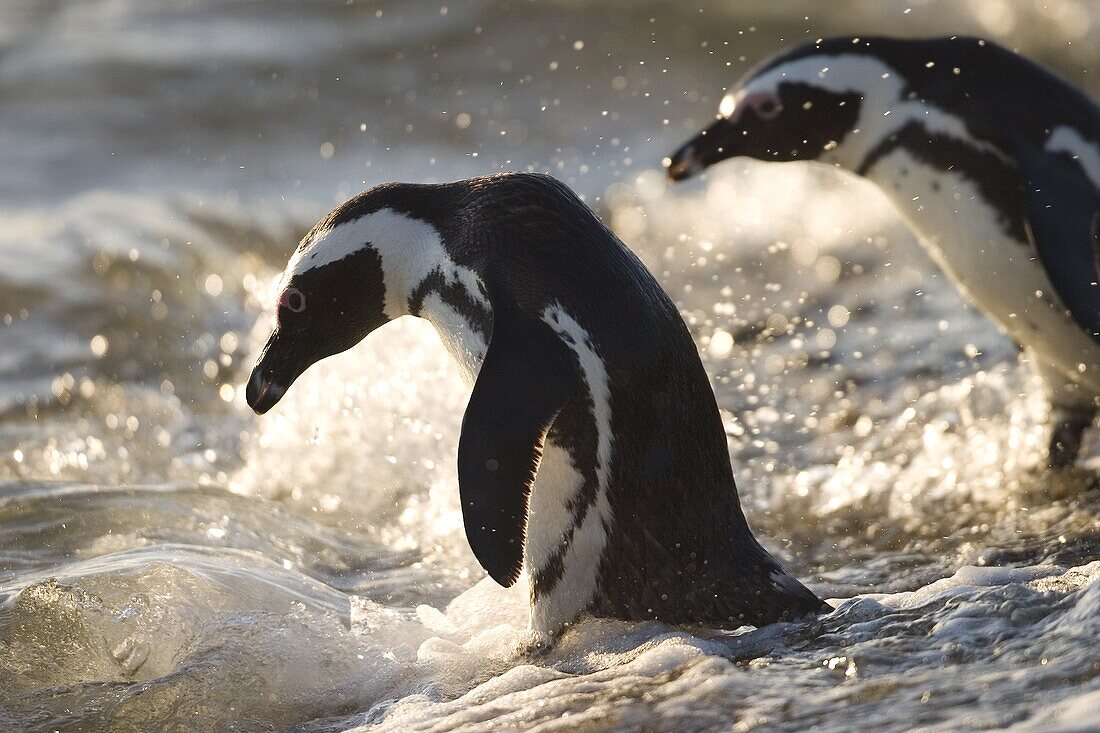 Jackass penguin (African penguin) (Spheniscus demersus), Cape Town, South Africa, Africa