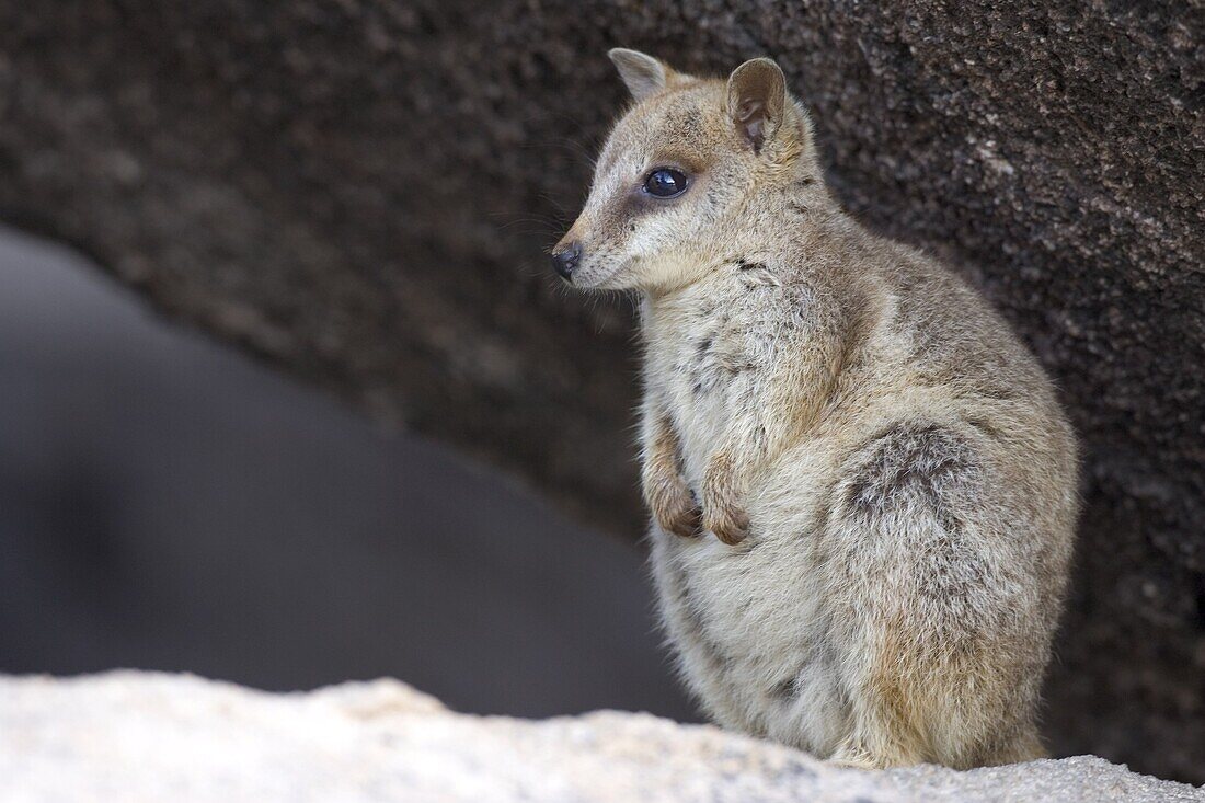 Black-footed rock wallaby (Petrogale lateralis), Magnetic Island, Queensland, Australia, Pacific