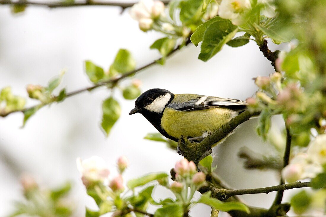 Great tit (Parus major) in apple tree, Bielefeld, Nordrhein Westfalen, Germany, Europe