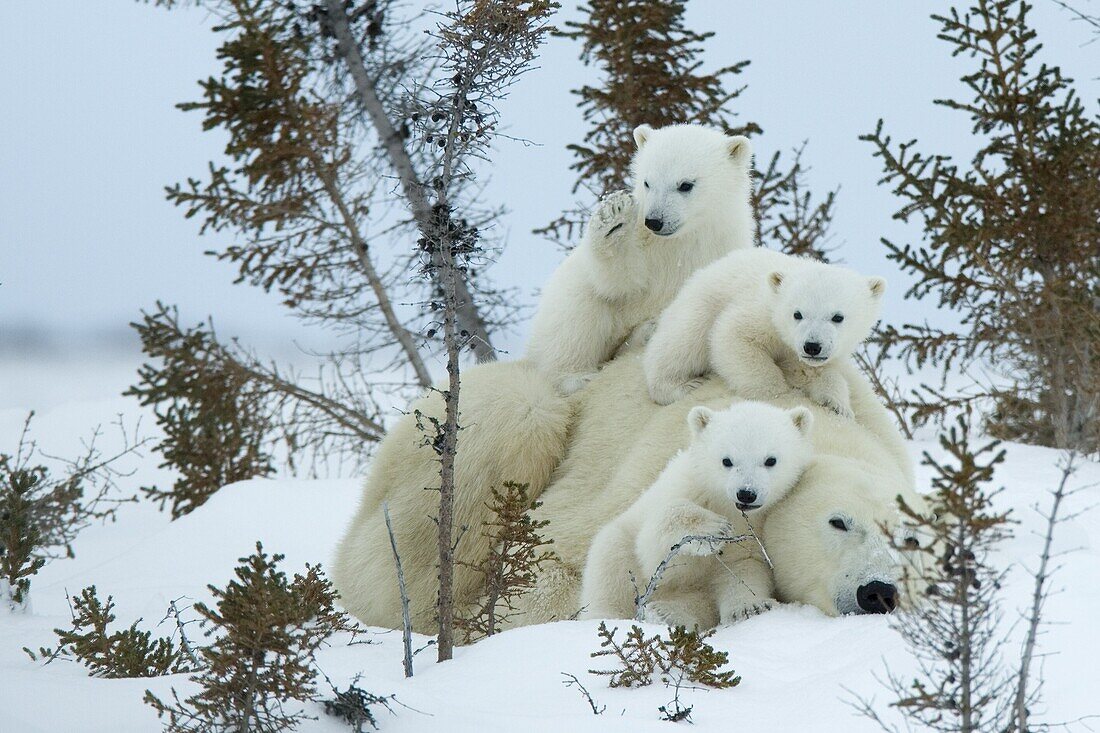 Polar bear (Ursus maritimus) mother with triplets, Wapusk National Park, Churchill, Hudson Bay, Manitoba, Canada, North America