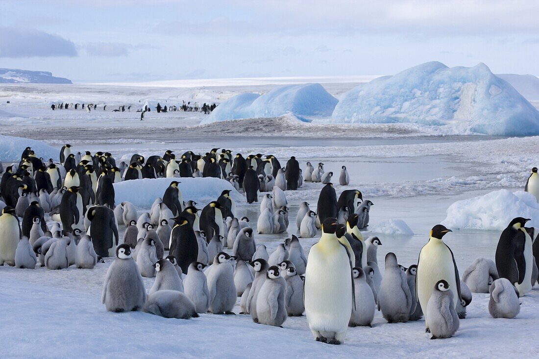 Colony of emperor penguins (Aptenodytes forsteri), Snow Hill Island, Weddell Sea, Antarctica, Polar Regions