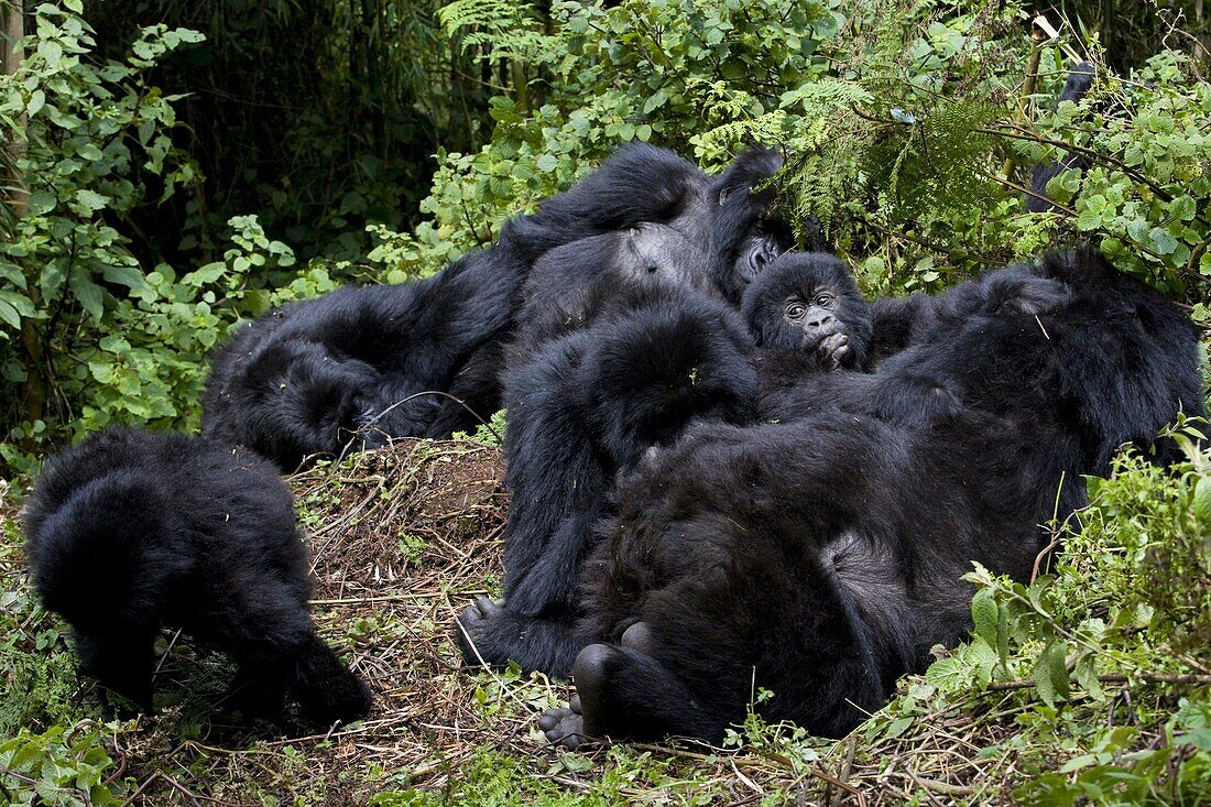 Mountain gorilla group (Gorilla gorilla beringei), Rwanda (Congo border), Africa