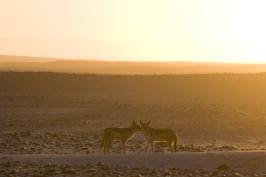 Black-backed jackals (Canis mesomelas), Skeleton Coast, Namibia, Africa