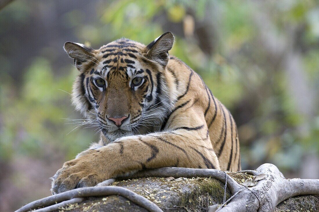 Indian Tiger (Bengal tiger) (Panthera tigris tigris), Bandhavgarh National Park, Madhya Pradesh state, India, Asia