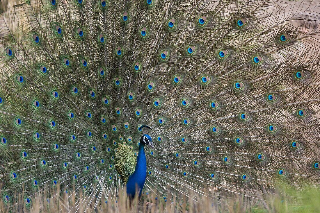 Peacock (Pavo cristatus), Bandhavgarh Tiger Reserve, Madhya Pradesh state, India, Asia