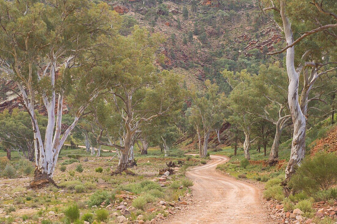 Brachina Gorge, Flinders Ranges National Park, South Australia, Australia, Pacific