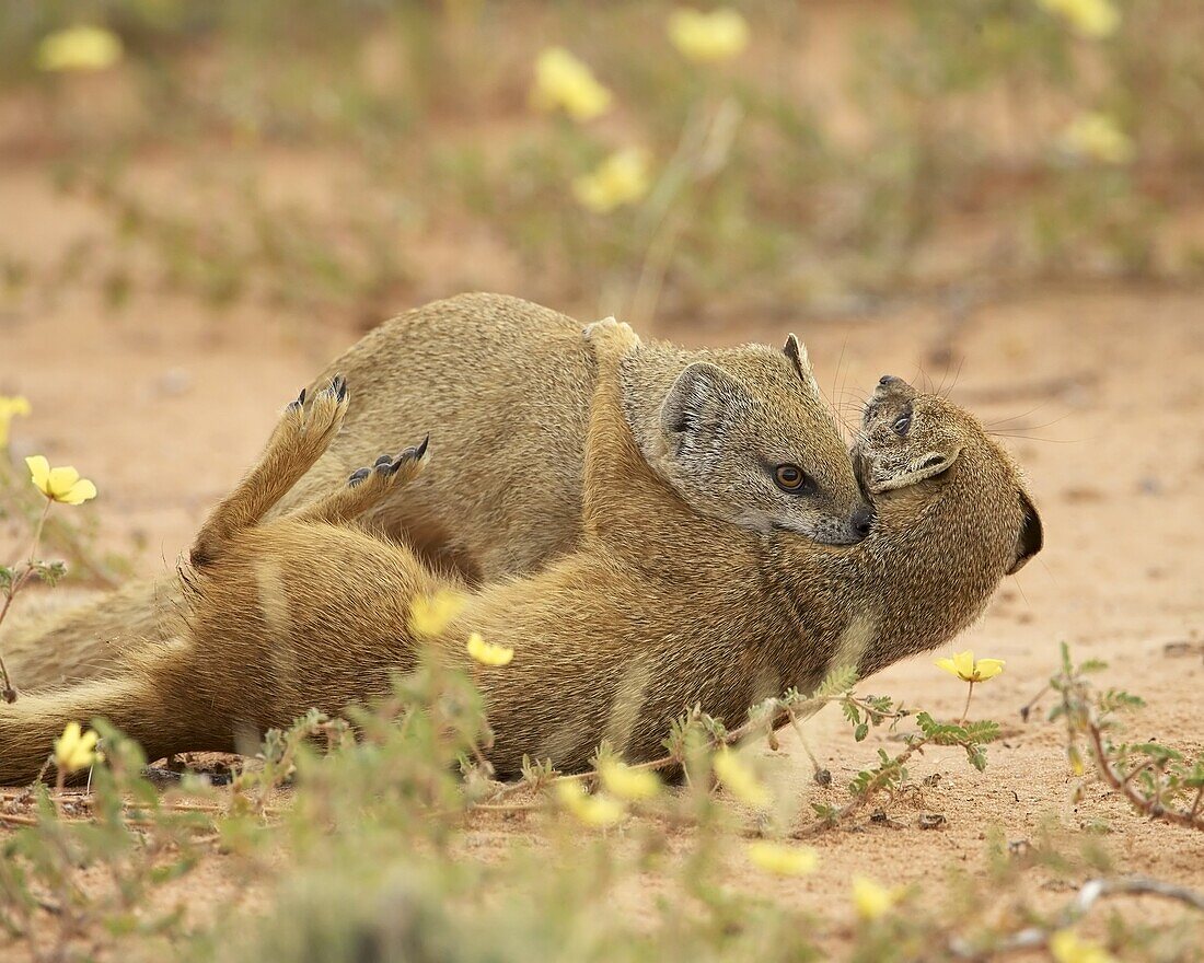 Two yellow mongoose (Cynictis penicillata) fighting, Kgalagadi Transfrontier Park, encompassing the former Kalahari Gemsbok National Park, Northern Cape, South Africa, Africa