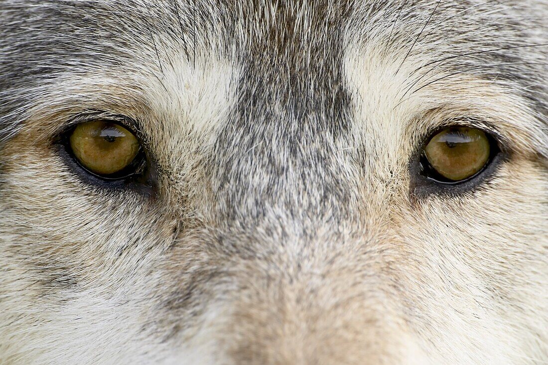 Eyes of a gray wolf (Canis lupus), in captivity, Sandstone, Minnesota, United States of America, North America