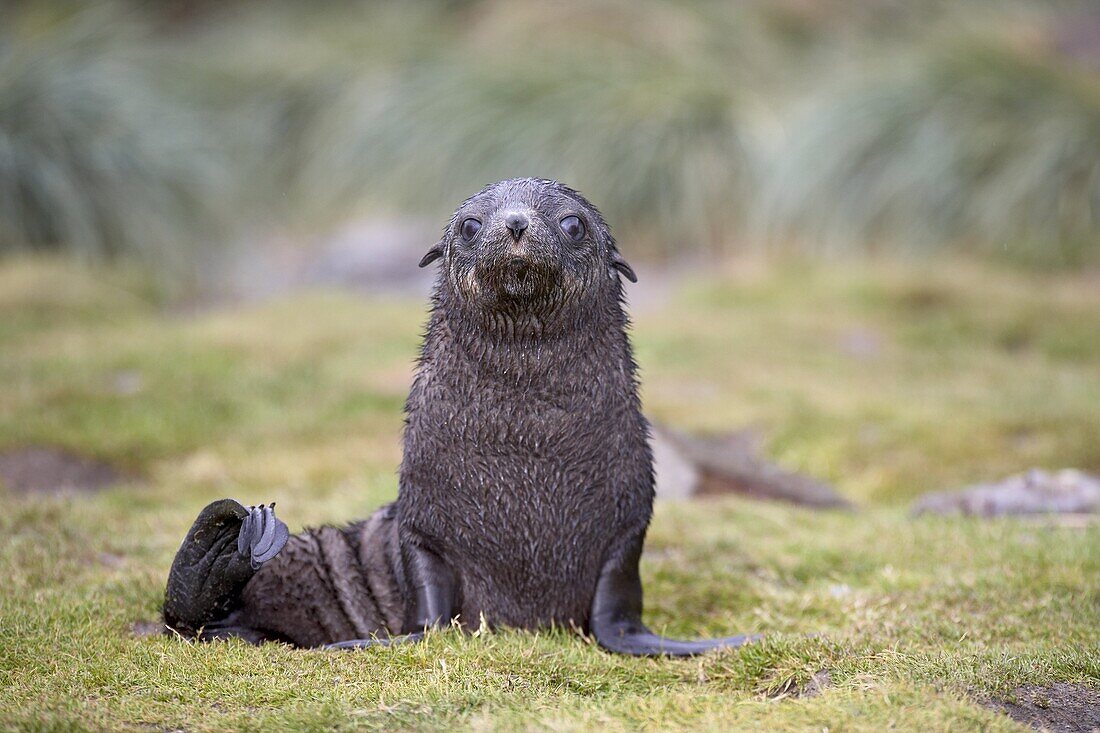 Antarctic fur seal (Arctocephalus gazella) or South Georgia fur seal (Arctocephalus tropicalis gazella) pup, Fortuna, South Georgia, Polar Regions