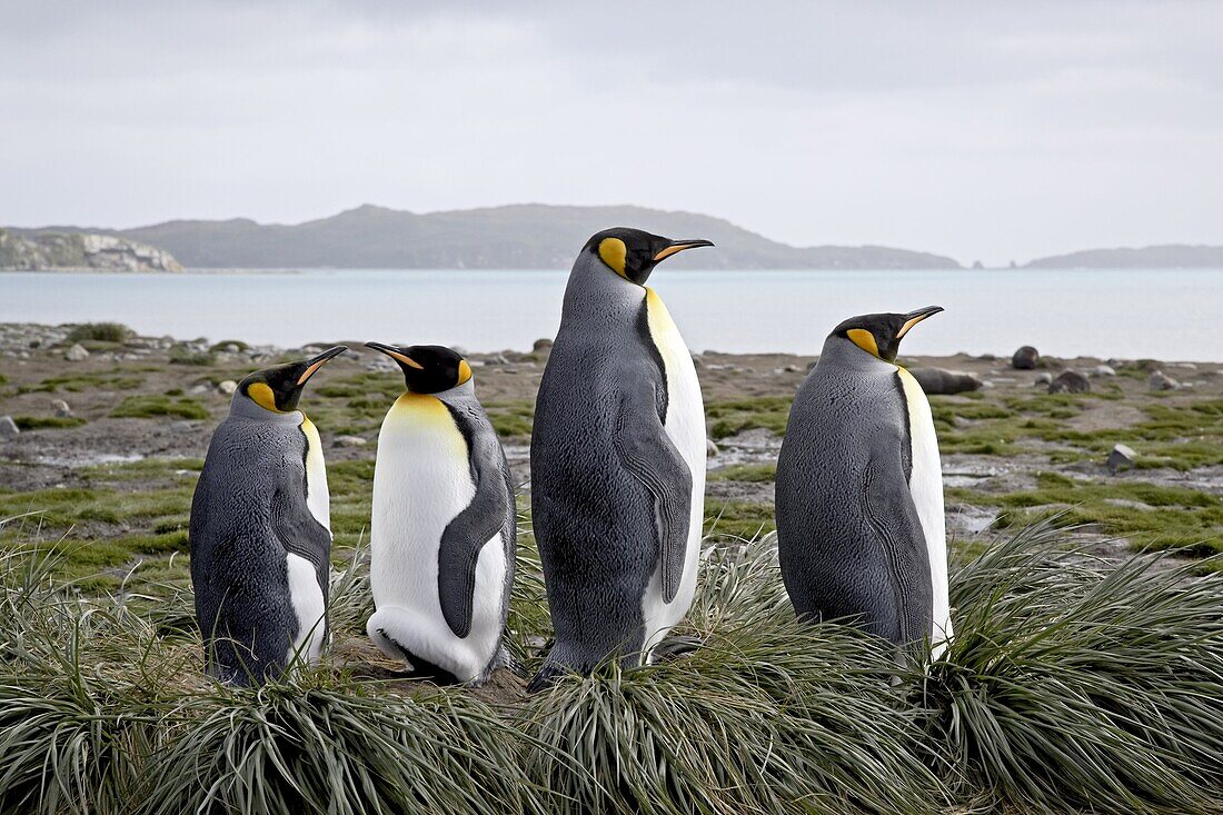 Four king penguins (Aptenodytes patagonica) on tussock-grass nests, Salisbury Plain, South Georgia, Polar Regions
