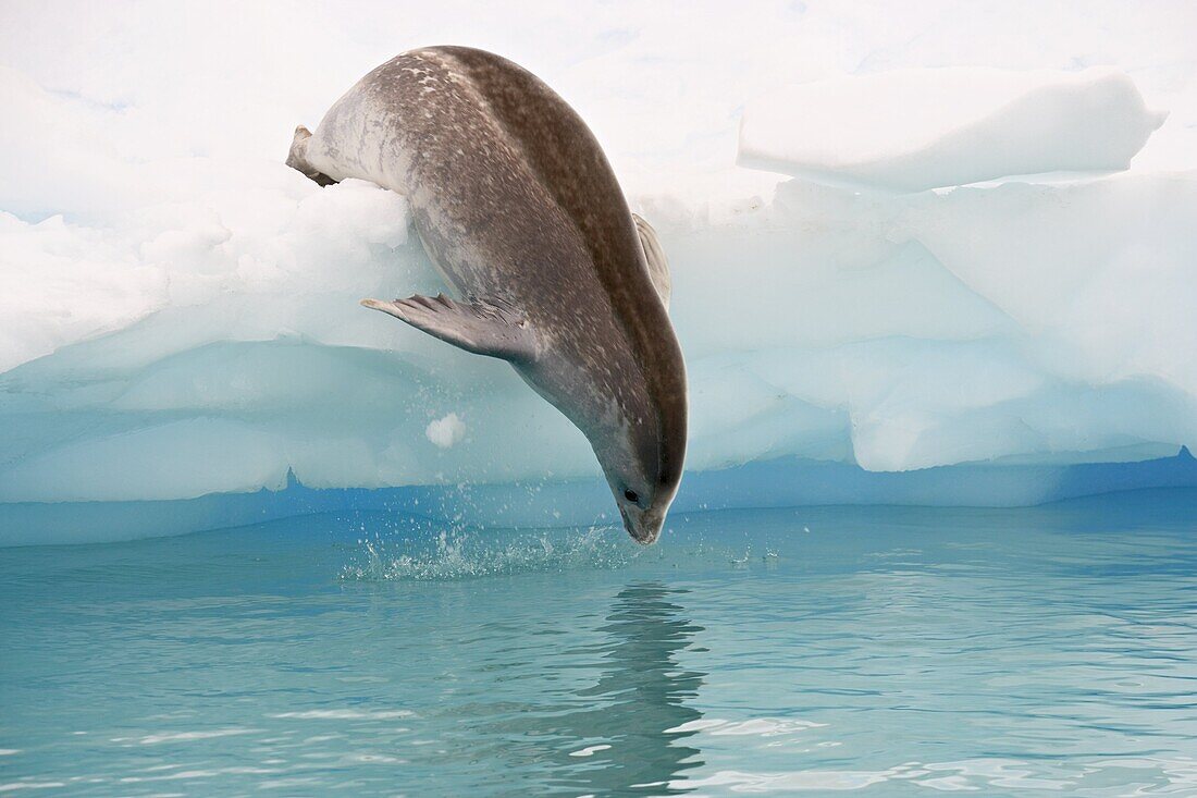 Crabeater seal (Lobodon carcinophagus) diving into the water from an iceberg, Pleneau Island, Antarctic Peninsula, Antarctica, Polar Regions