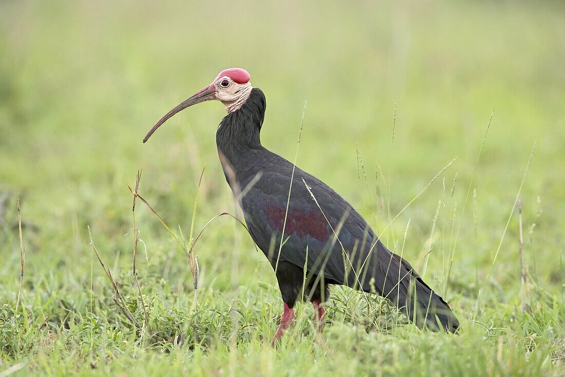 Southern bald ibis (Geronticus calvus), Imfolozi Game Reserve, South Africa, Africa