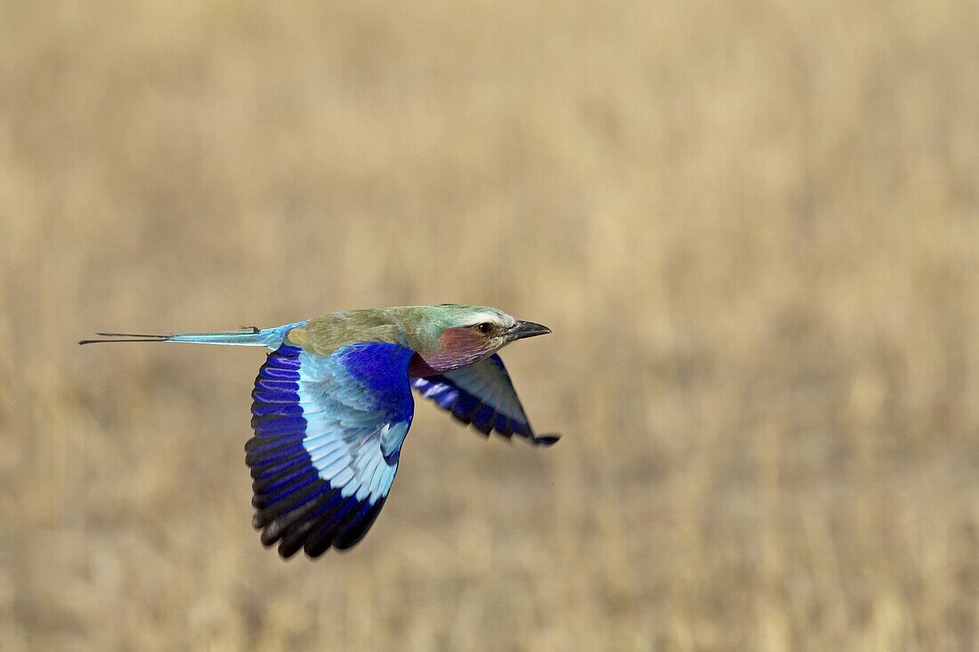 Lilac-breasted roller (Coracias caudata) in flight, Masai Mara National Reserve, Kenya, East Africa, Africa