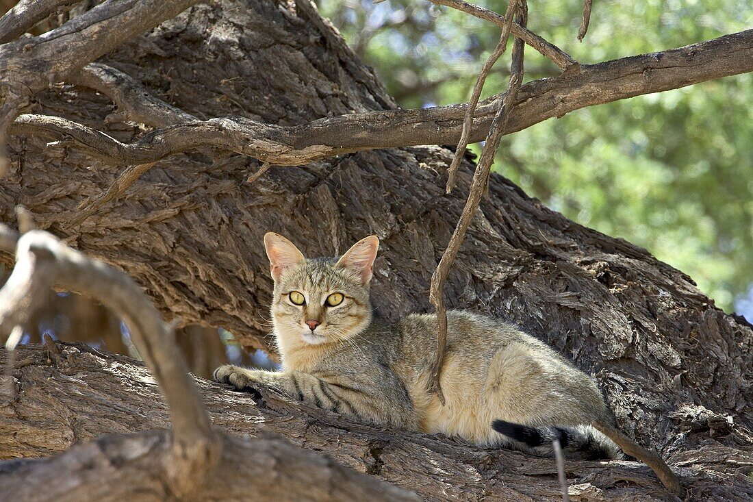 African wild cat (Felis silvestris lybica), Kgalagadi Transfrontier Park, encompassing the former Kalahari Gemsbok National Park, South Africa, Africa