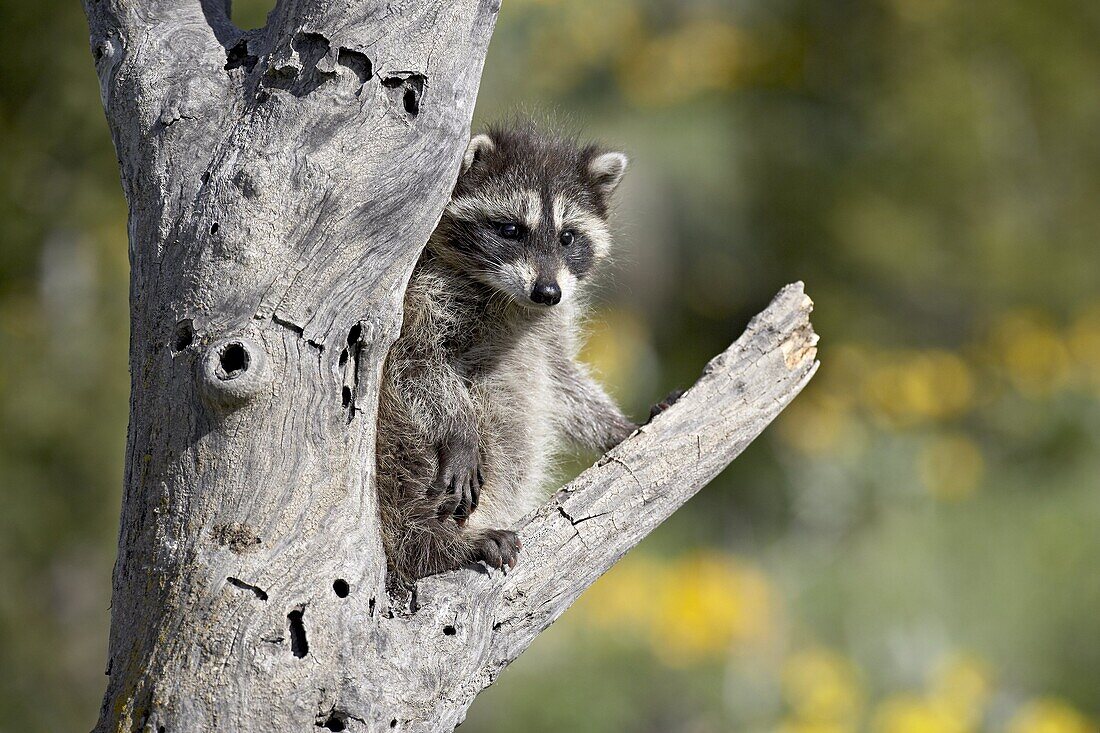 Baby raccoon (Procyon lotor) in captivity, Animals of Montana, Bozeman, Montana, United States of America, North America