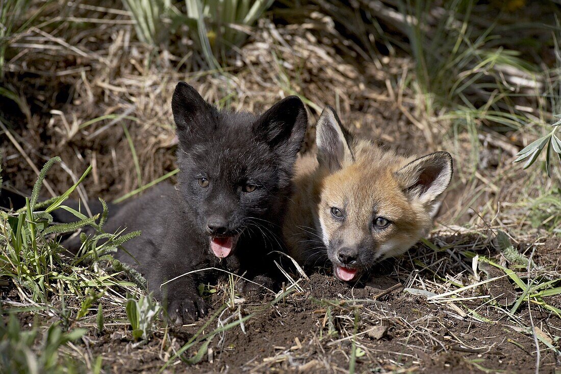 Red fox (Vulpes fulva) kits, one black phase, in captivity, Animals of Montana, Bozeman, Montana, United States of America, North America