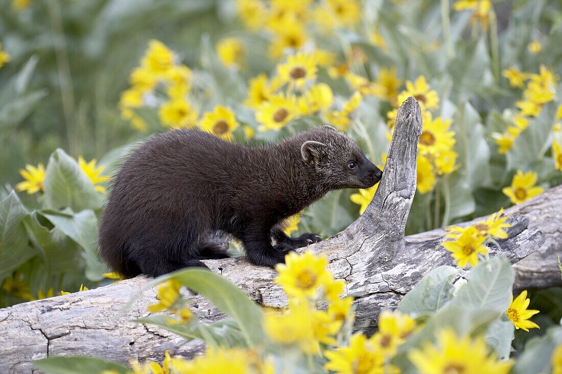 Captive young fisher (Martes pennanti) among arrowleaf balsam root, Bozeman, Montana, United States of America, North America