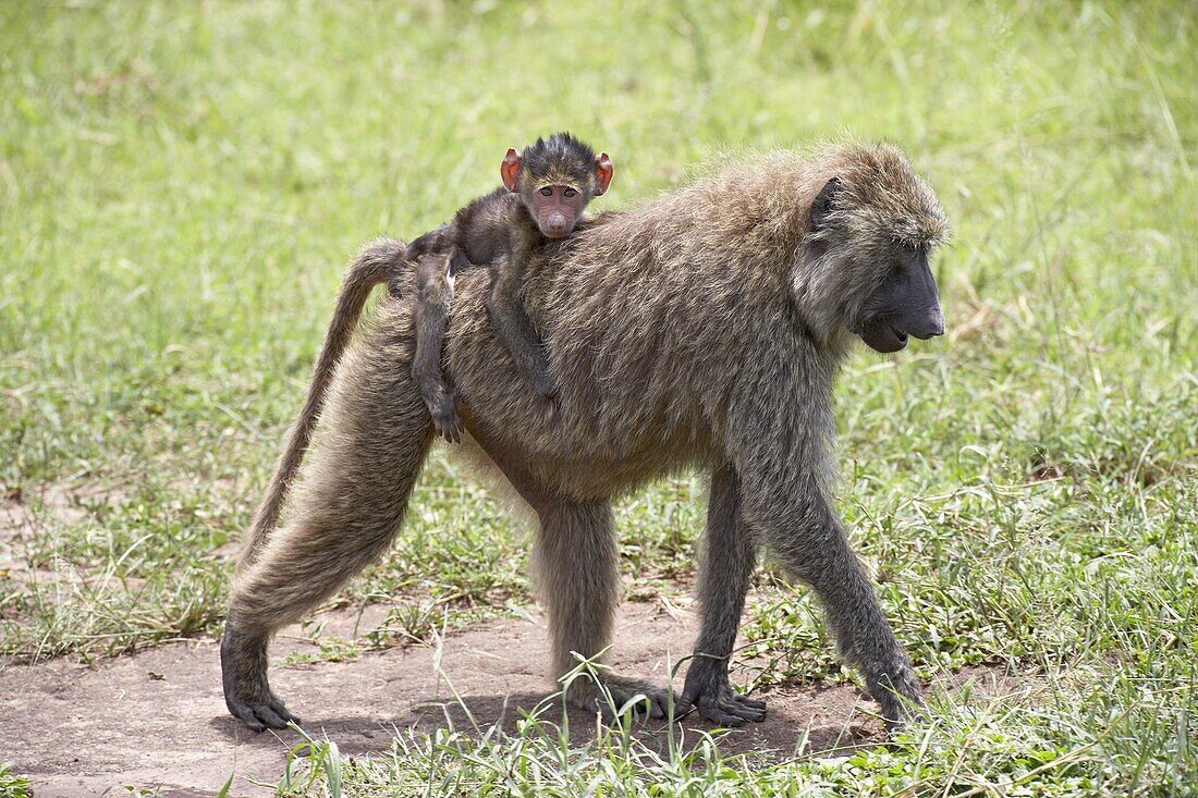 Olive baboon (Papio cynocephalus anubis) baby riding on its mother's back, Serengeti National Park, Tanzania, East Africa, Africa