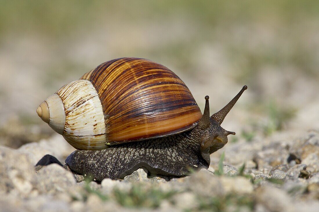 East African land snail (Achatina fulica), Serengeti National Park, Tanzania, East Africa, Africa