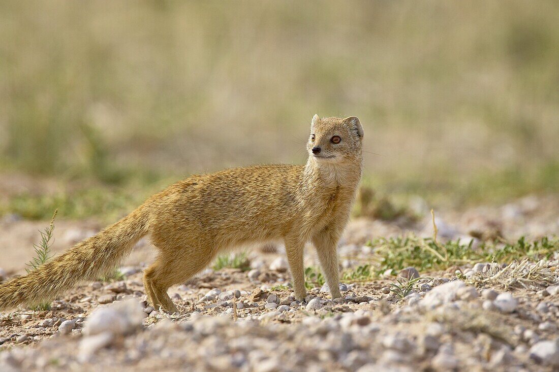 Yellow mongoose (Cynictis penicillata), Kgalagadi Transfrontier Park, encompassing the former Kalahari Gemsbok National Park, South Africa, Africa