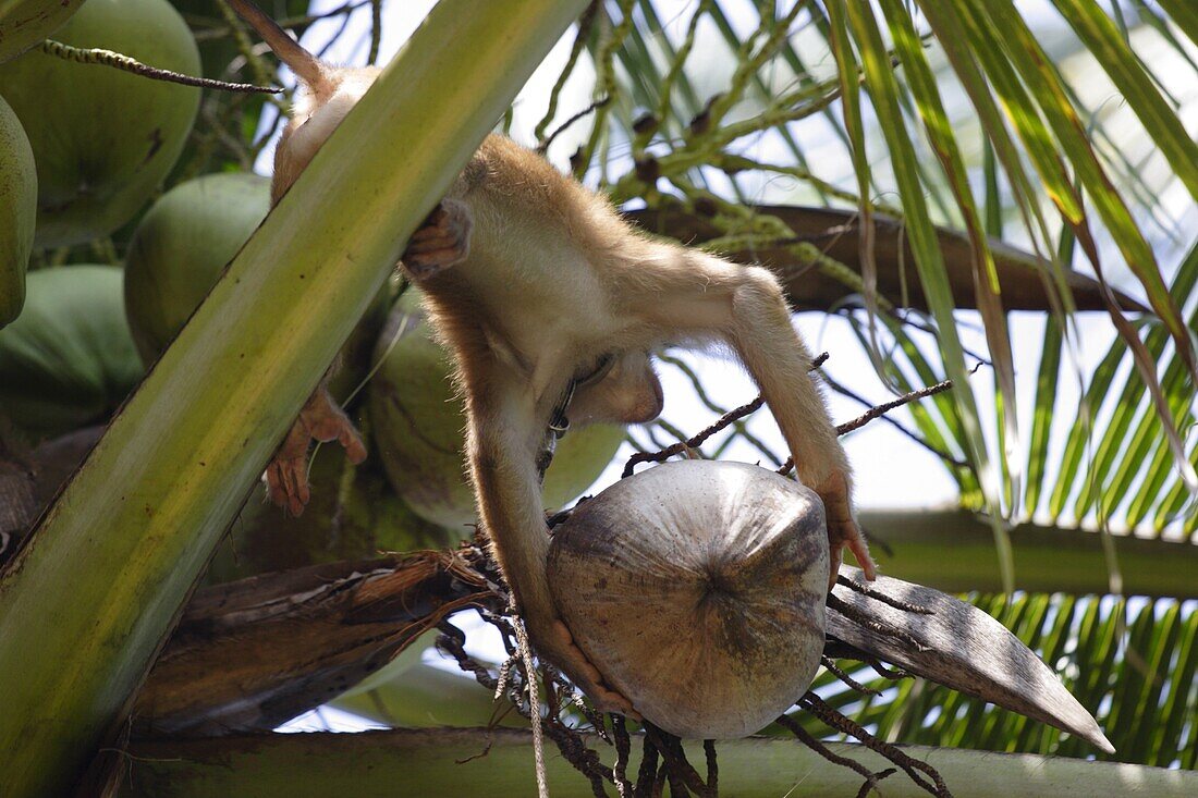 A trained monkey picks coconuts on Koh Samui, Thailand, Southeast Asia, Asia