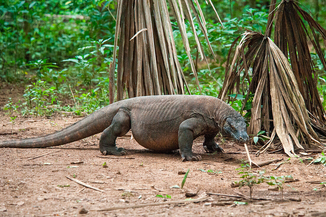 Komodo dragon (Varanus komodoensis), Komodo, Indonesia, Asia