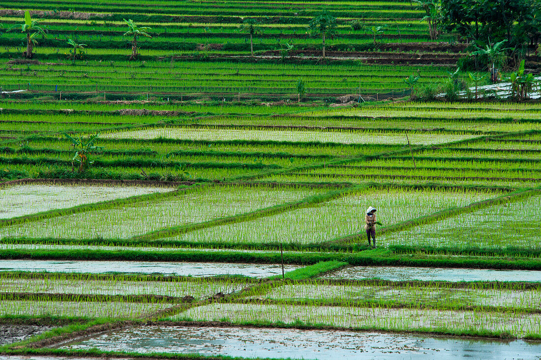 Woman in rice field, near Semarang, Java, Indonesia, Asia