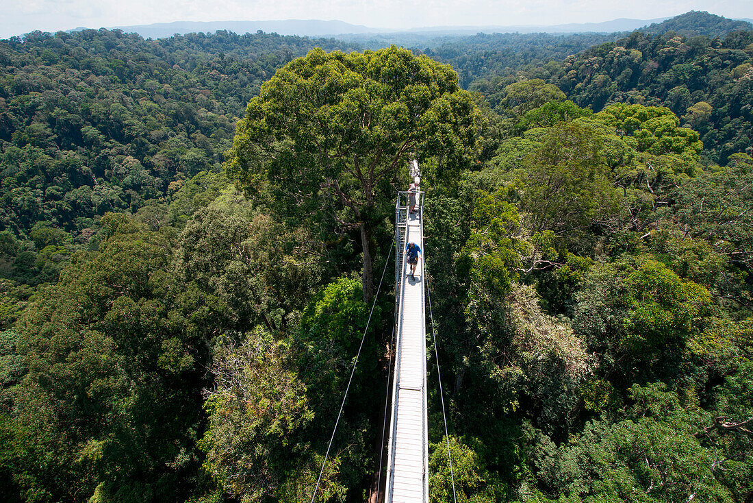 Baumwipfelpfad im Ulu Temburong Nationalpark, Bandar Seri Begawan, Brunei, Asien